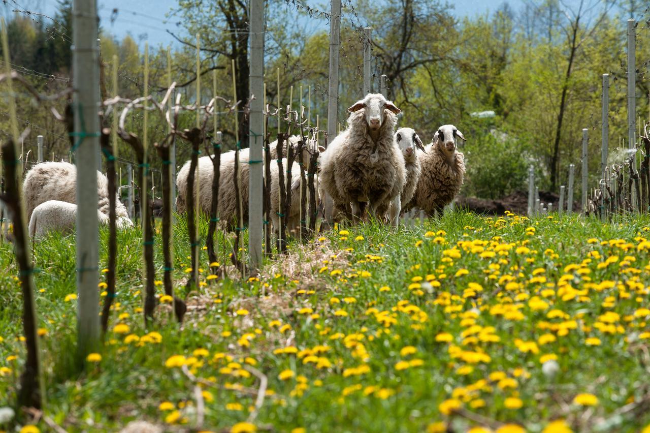 Bed and Breakfast Weingut Georgium Санкт-Георген-ам-Ленгзе Экстерьер фото